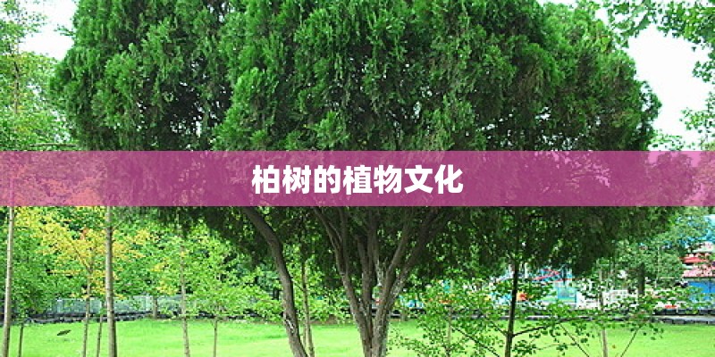 柏树的植物文化