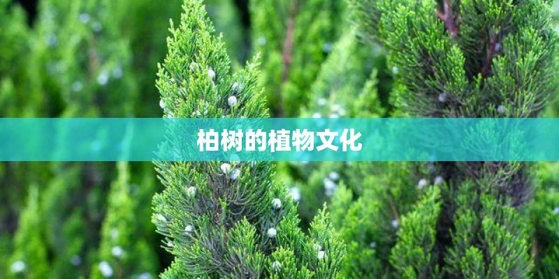 柏树的植物文化