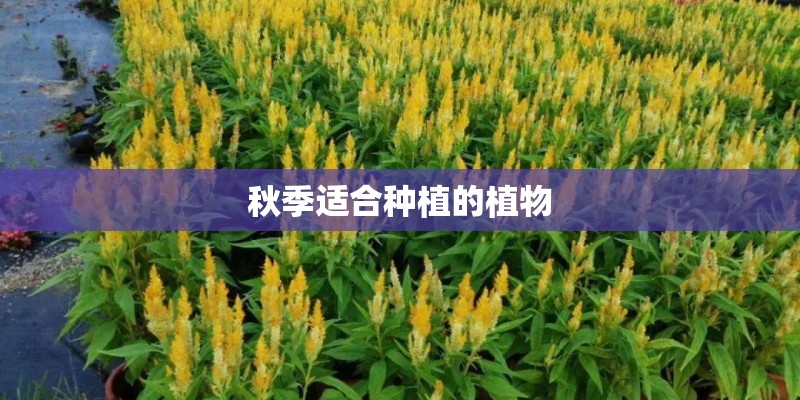 秋季适合种植的植物