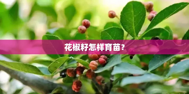 花椒籽怎样育苗？