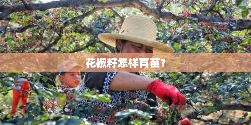 花椒籽怎样育苗？