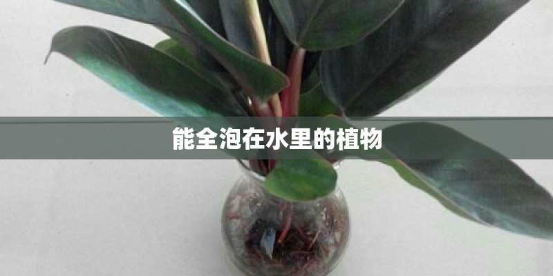 能全泡在水里的植物