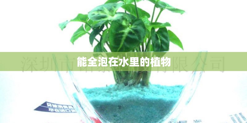 能全泡在水里的植物