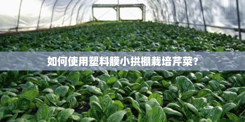 如何使用塑料膜小拱棚栽培芹菜？