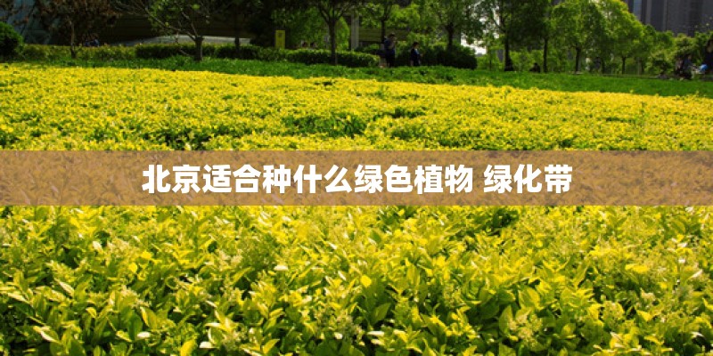 北京适合种什么绿色植物 绿化带