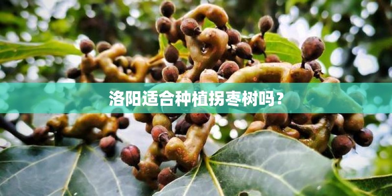 洛阳适合种植拐枣树吗？