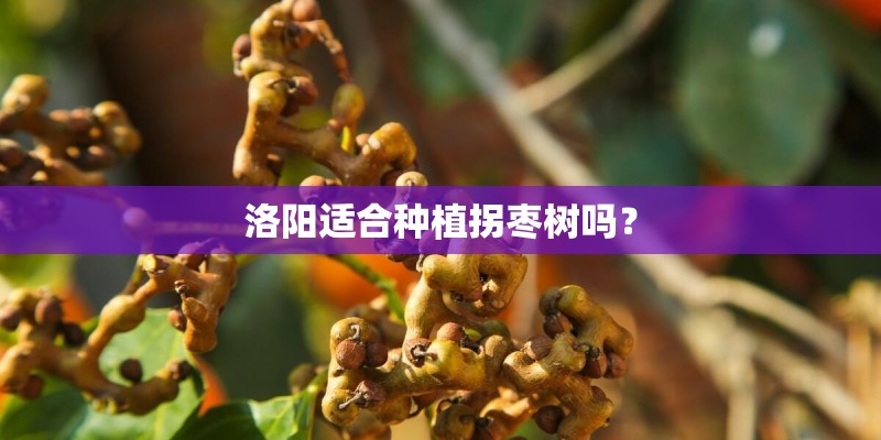洛阳适合种植拐枣树吗？