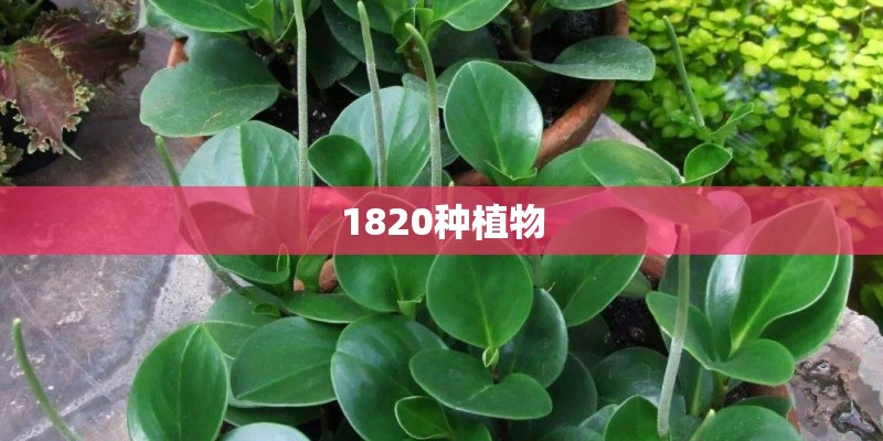 1820种植物