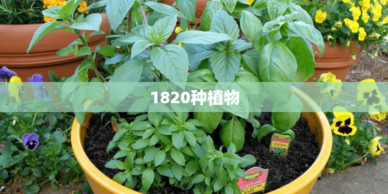 1820种植物