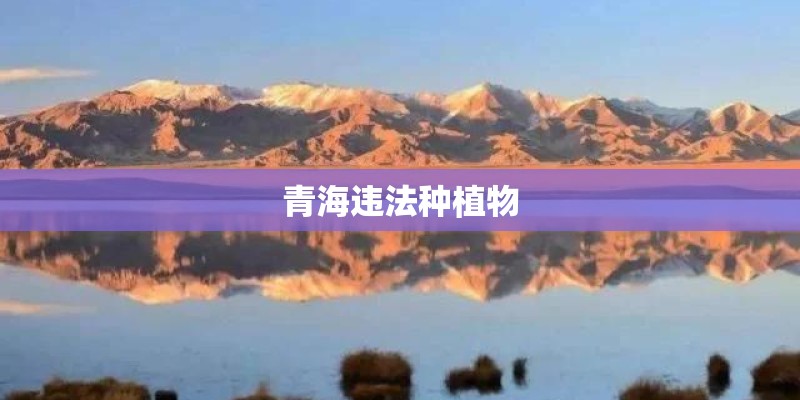 青海违法种植物