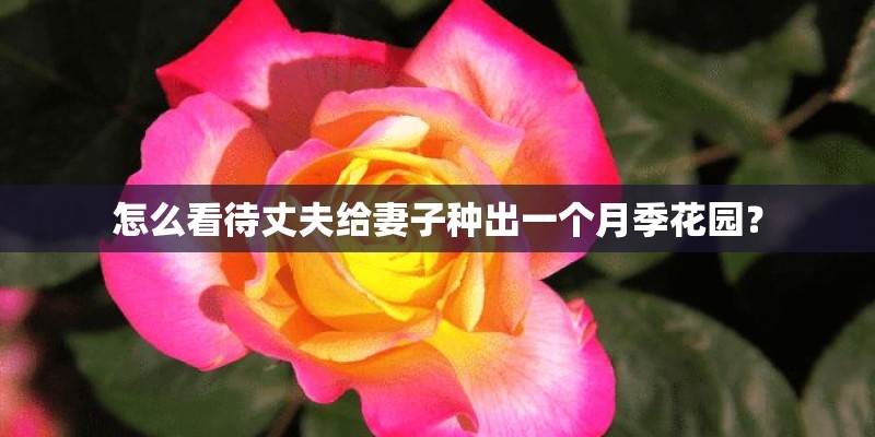 怎么看待丈夫给妻子种出一个月季花园？