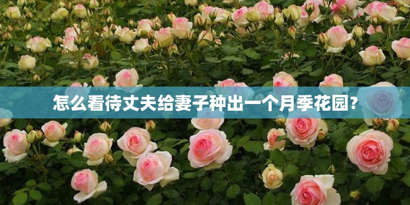 怎么看待丈夫给妻子种出一个月季花园？
