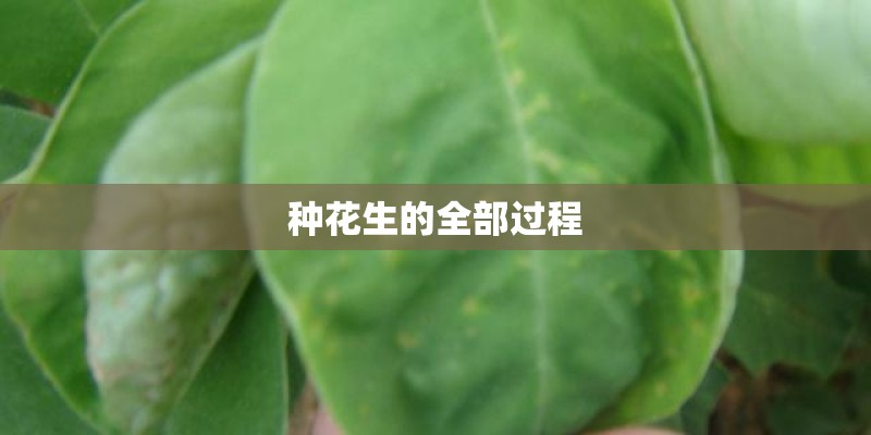 种花生的全部过程
