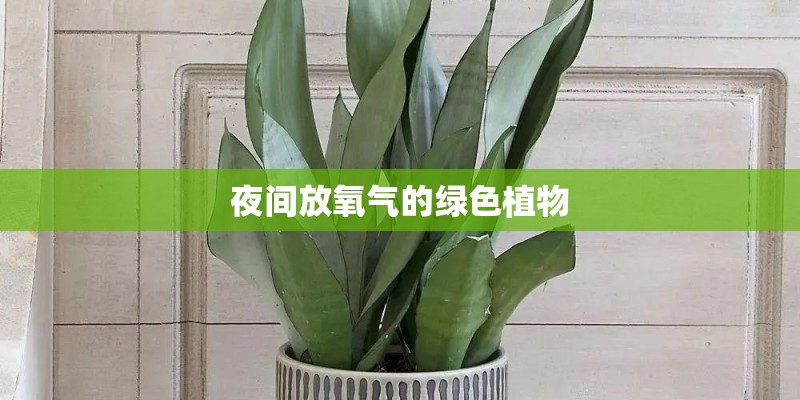 夜间放氧气的绿色植物
