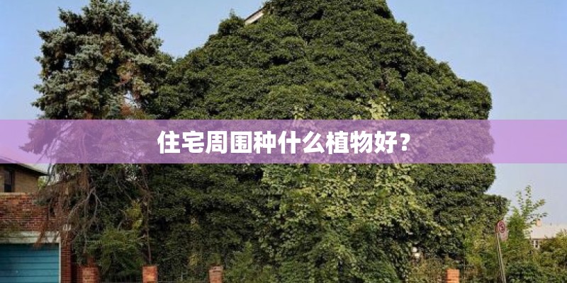 住宅周围种什么植物好？