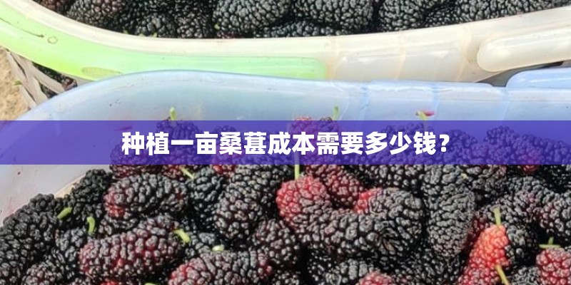 种植一亩桑葚成本需要多少钱？