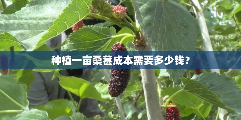 种植一亩桑葚成本需要多少钱？