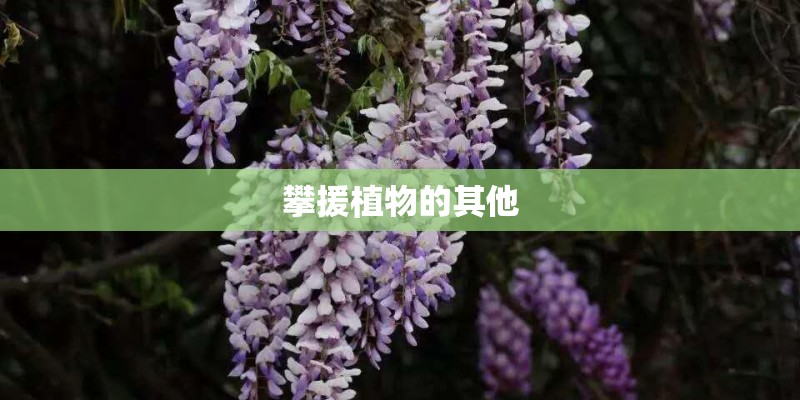 攀援植物的其他