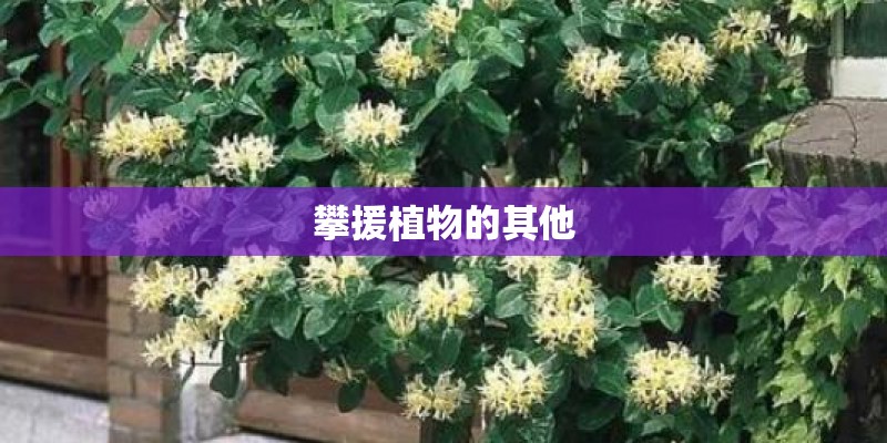 攀援植物的其他