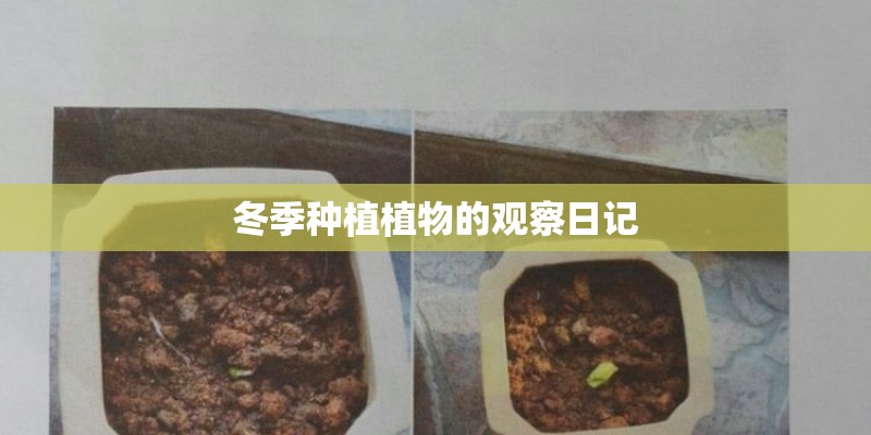 冬季种植植物的观察日记