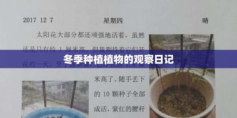 冬季种植植物的观察日记