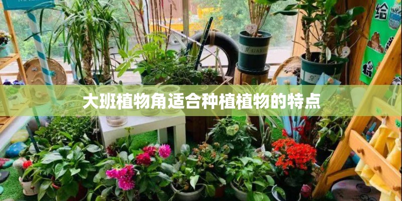 大班植物角适合种植植物的特点