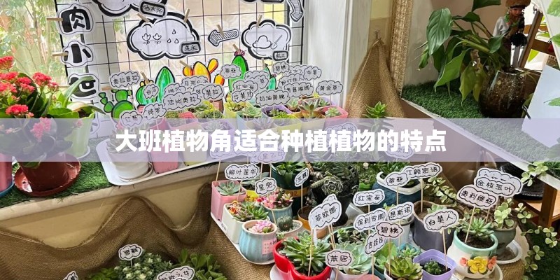 大班植物角适合种植植物的特点