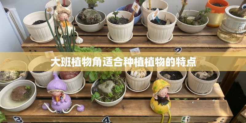 大班植物角适合种植植物的特点