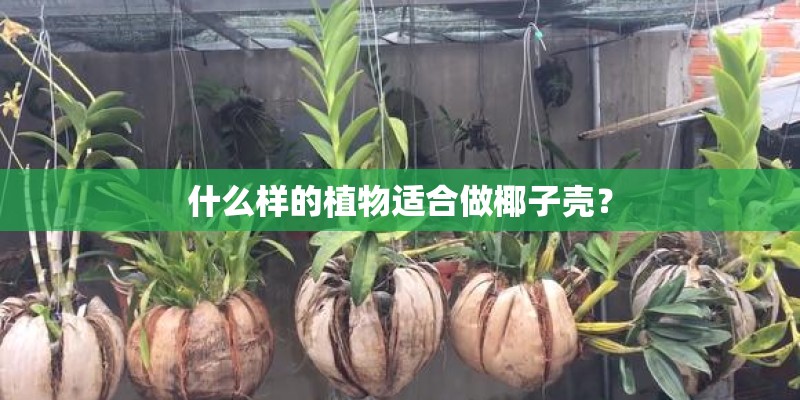 什么样的植物适合做椰子壳？