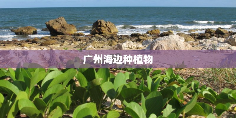广州海边种植物