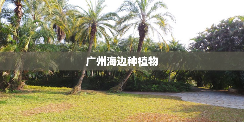 广州海边种植物