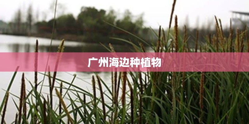 广州海边种植物