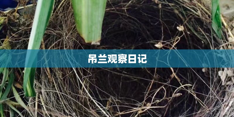 吊兰观察日记