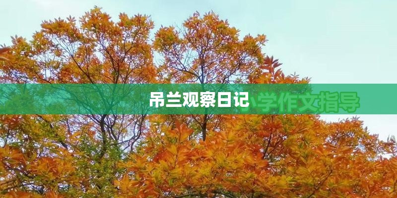 吊兰观察日记