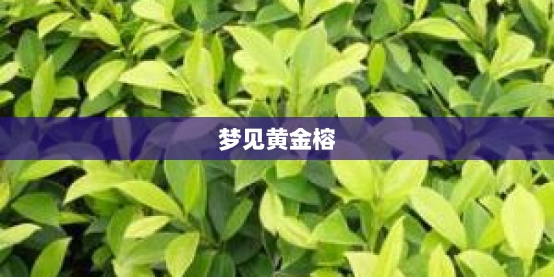 梦见黄金榕