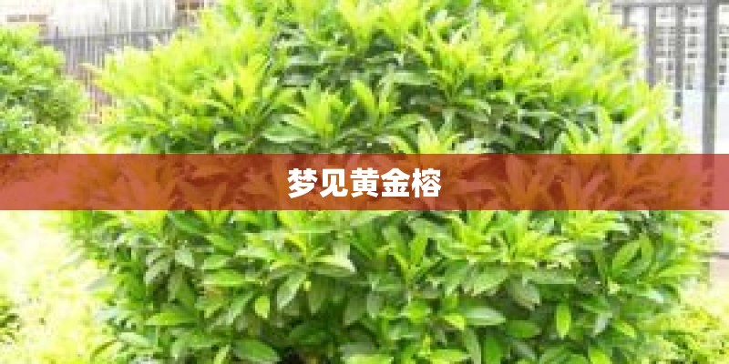 梦见黄金榕