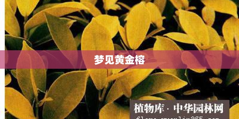 梦见黄金榕