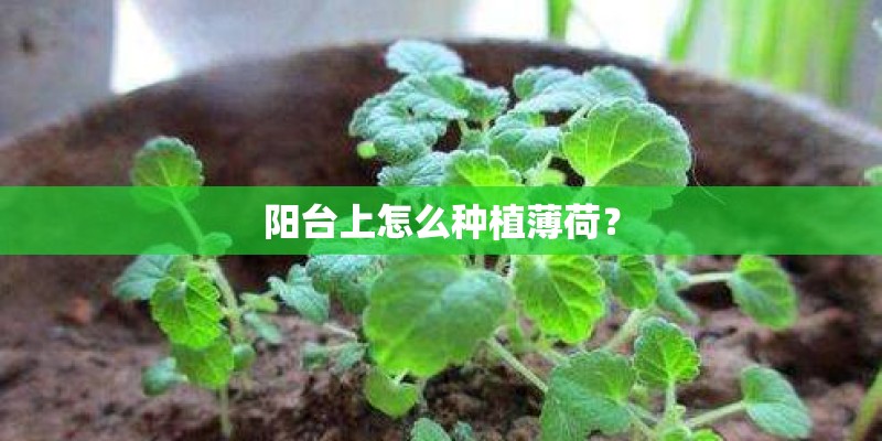 阳台上怎么种植薄荷？