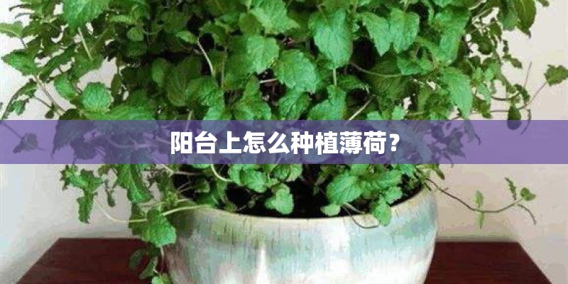 阳台上怎么种植薄荷？
