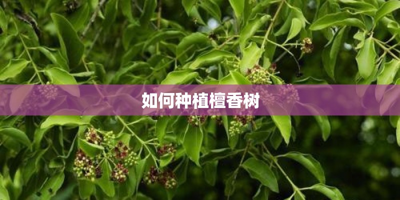 如何种植檀香树