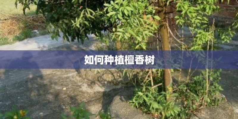 如何种植檀香树