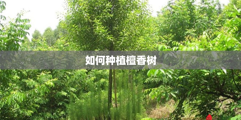 如何种植檀香树