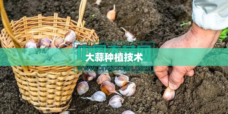 大蒜种植技术