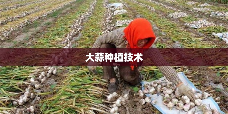 大蒜种植技术