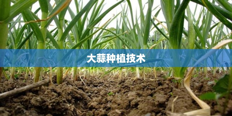 大蒜种植技术