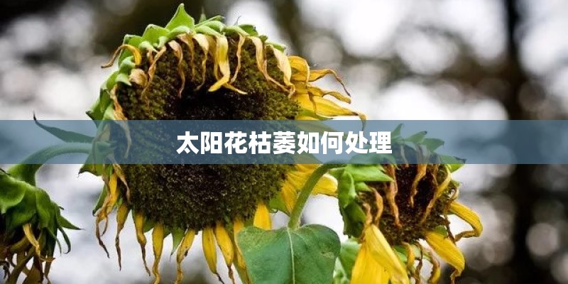 太阳花枯萎如何处理
