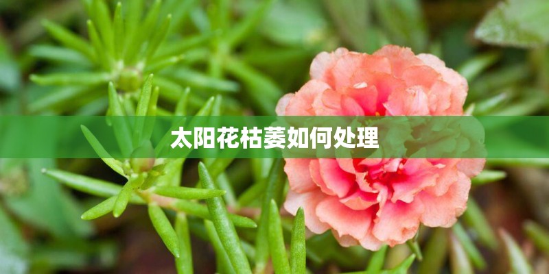 太阳花枯萎如何处理