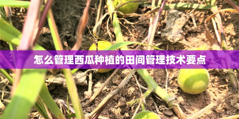 怎么管理西瓜种植的田间管理技术要点