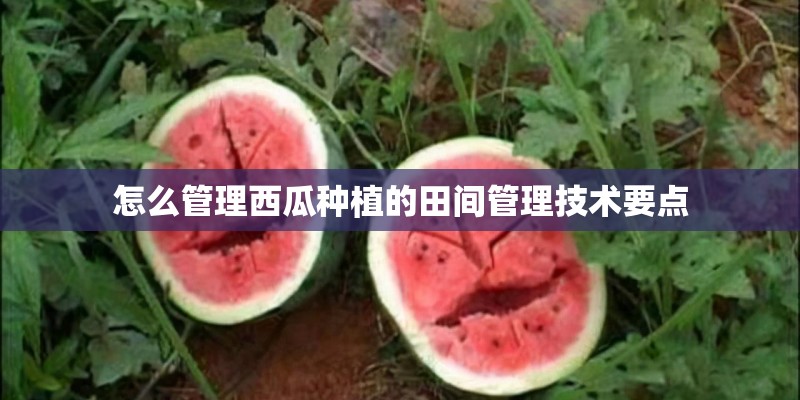 怎么管理西瓜种植的田间管理技术要点