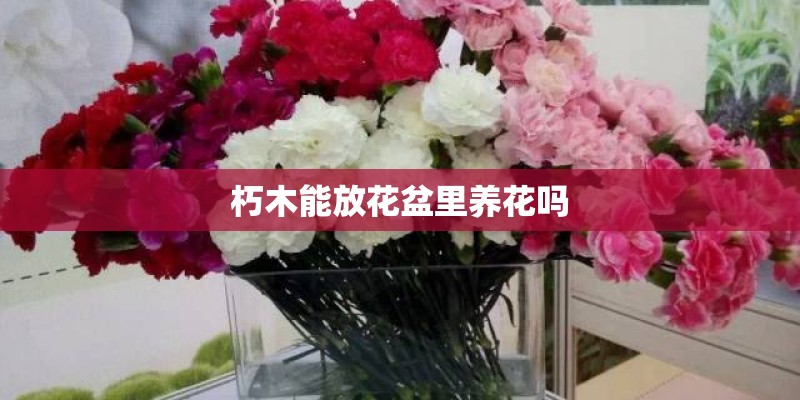 朽木能放花盆里养花吗